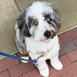 Sterling - Bernedoodle