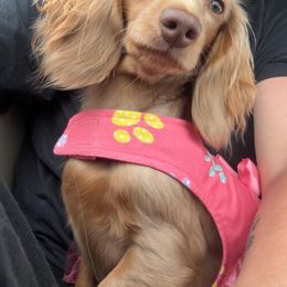 Sky - Dachshund
