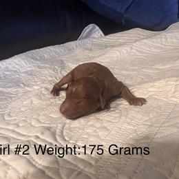 Girl 2 - Red female Cavapoo puppy in Pendleton, Oregon from Columbia Basin Cavapoos