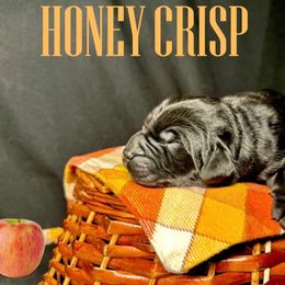 Honey Crisp - Black female Newfoundland puppy in Tully, New York from Bear Paw Newfoundlands