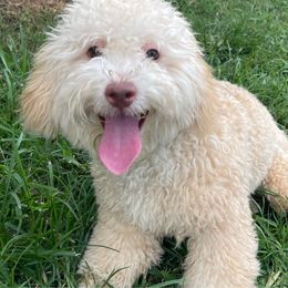 Sapphire - Yellow and white Bernedoodle puppy in Port Saint Lucie, Florida from Eastside Paws LLC