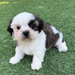AKC Female Daisy, Champion Bloodline - Tricolor female Shih Tzu puppy in Long Beach, California from Shih Zu’s of Long Beach