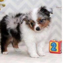 Miniature Australian Shepherd Puppies from Parsons Place Aussies