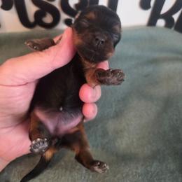 Girl 3 - Black and gold female Yorkshire Terrier puppy in Clermont, Florida from Bella's Prissy Butts