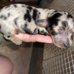 Loretta - Dapple female Dachshund puppy in Goldthwaite, Texas from Mini Mama Dachshunds