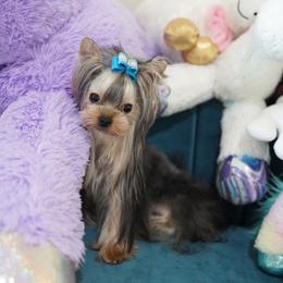 Ultra tiny Johny 7000 - Blue and gold male Yorkshire Terrier puppy in Miami, Florida from Natalias Tiny Puppies