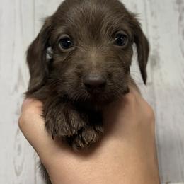 Buddy - Chocolate male Dachshund puppy in Portsmouth, Ohio from Tygart Creek Dachshunds