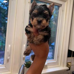 Rowan - Black and tan male Yorkshire Terrier puppy in Dexter City, Ohio from Harriman's Yorkshire Terriers