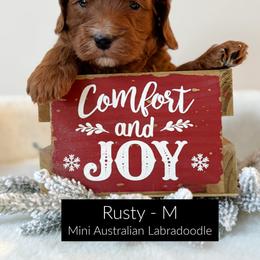 Rusty - Red male Australian Labradoodle puppy in Harrisonville, Missouri from Blessed Day Doodles