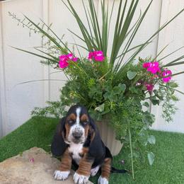 Basset Hound Puppies from Lazy Daisy Basset Hounds
