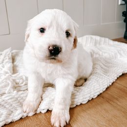 Girl 4 Sunshine -yellow collar - White Great Pyrenees puppy in New Palestine, Indiana from Hitchcock Homestead
