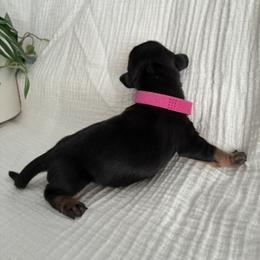 Dachshund Puppies from Mavericks Mini Dachshunds