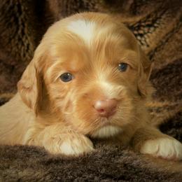 Macaron - Caramel male Australian Labradoodle puppy in Stanwood, Washington from Victoria Creek Australian Labradoodles