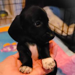 Dachshund and Great Dane Puppies from AZ's Prestigious Minature Dachshunds
