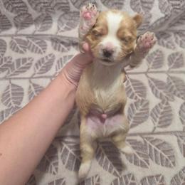 Light Blonde Male - Gold male Yorkshire Terrier puppy in Lakeland, Florida from You Me & The Yorkies