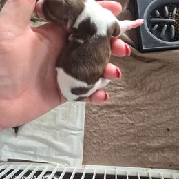 Boy 1 - Chocolate male Havanese puppy in Melba, Idaho from Lawson Havanese