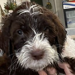 Yeti (silver collar) - Springerdoodle puppy from SpringerDoodles at the Beach