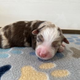 Boy 2 - Red merle male Miniature Australian Shepherd puppy in Arcadia, Indiana from Sunset Cowgirl Mini Aussies