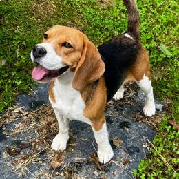 Leia - Beagle