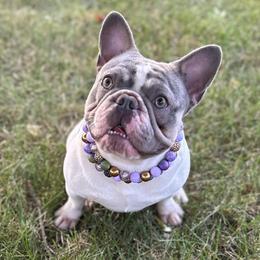 French Bulldogs from Blue Ice Frenchies