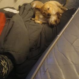 Pup 1 boy - Fawn male Chihuahua puppy in Madison, Wisconsin from Lynda Pups