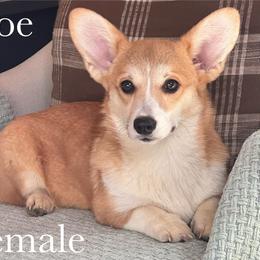 Zoe - Red female Pembroke Welsh Corgi puppy in Bend, Oregon from Highland Meadow Corgis