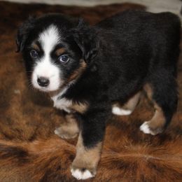 Miniature Australian Shepherds from Diamond Arrow Aussies
