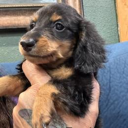 Frank - Black and tan male Dachshund puppy in Cabool, Missouri from Dachshund's of Country Magic Farms in Missouri
