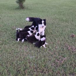 Border Collie Puppies from K&R RANCH.