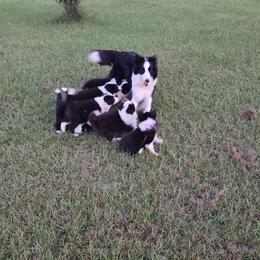Border Collie Puppies from K&R RANCH.