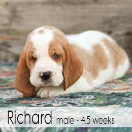 Richard - Red and white male Basset Hound puppy in Jefferson City, Missouri from Triple Hill Farm