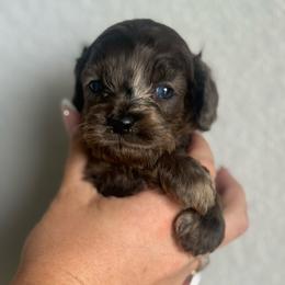 Harlem - Merle male Cockapoo puppy in 77304, Texas from Little Valley Puppies