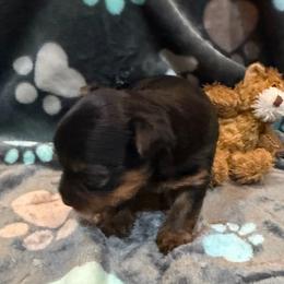 Cassie - Black and gold female Yorkshire Terrier puppy in Crossville, Tennessee from Lil Britches Yorkies