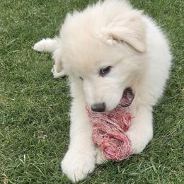 Male - Red Collar - White male Maremma Sheepdog puppy in Pocatello, Idaho from The Ewe Crew Homestead LLC