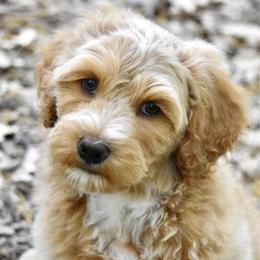 Green collar boy - Red male Bernedoodle puppy in Waukesha, Wisconsin from Bernedoodle Boutique (and Cavapoos)