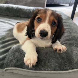 Bernie (Shaded Red Piebald Boy) - Piebald male Dachshund puppy in Ocala, Florida from Weenie Boops