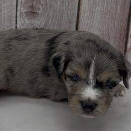 Finley - Blue merle male Toy Australian Shepherd puppy in Fairview, Tennessee from Hoffman Forest Acres LLC