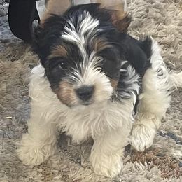 Biewer Terriers from Frantastic Biewers