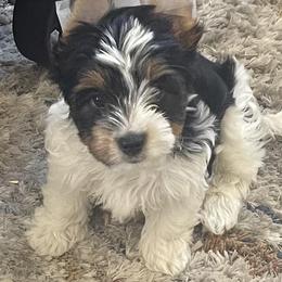 Biewer Terriers from Frantastic Biewers