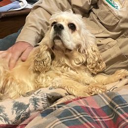 Cocker Spaniel All Grown Up from Kindred Cocker Spaniels in Kentucky