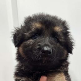 Boy 3 - Black and tan German Shepherd puppy in Ocala, Florida from Guardian Shepherds