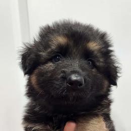 Boy 3 - Black and tan German Shepherd puppy in Ocala, Florida from Guardian Shepherds