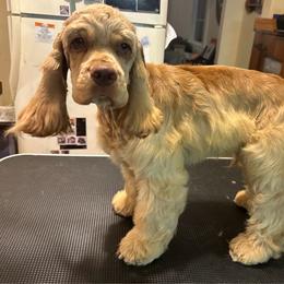 Titus - Cocker Spaniel