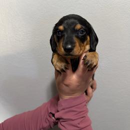 Boy 3 - Black and tan male Dachshund puppy in Modesto, California from Torres Dachshunds