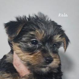 Kala - Black and tan female Yorkshire Terrier puppy in West Plains, Missouri from Brinkley Yorkies