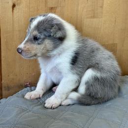 Praline - Blue merle white and tan female Collie puppy in Underwood, Indiana from Third Gen Collies