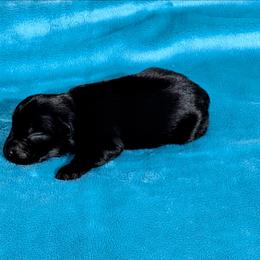 Gucci - Black male Miniature Schnauzer puppy in Lufkin, Texas from Texas Lil Cowdogs