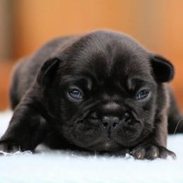 Ivy - Brindle female French Bulldog puppy in Vancouver, Washington from Blackwell's American & French Bulldogs