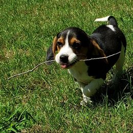 Beagles and Miniature Schnauzers from BB Beagles