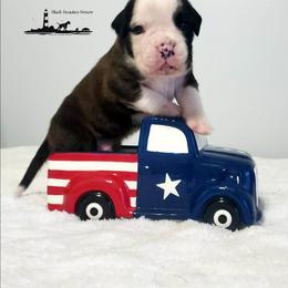 Black Beauties Brace for Impact - Brindle male Boxer puppy in Elizabeth City, North Carolina from Black Beauties Boxers